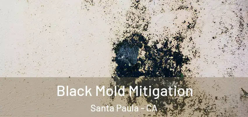  Black Mold Mitigation Santa Paula - CA