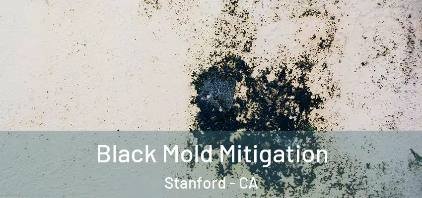  Black Mold Mitigation Stanford - CA