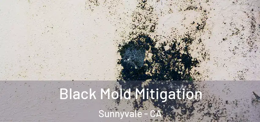  Black Mold Mitigation Sunnyvale - CA
