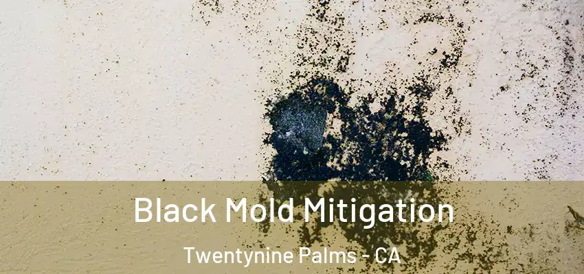  Black Mold Mitigation Twentynine Palms - CA