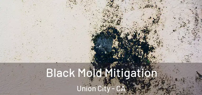 Black Mold Mitigation Union City - CA