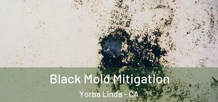 Black Mold Mitigation Yorba Linda - CA