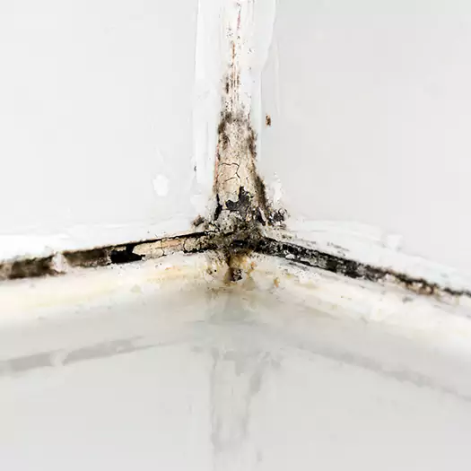 Trusted Black Mold in Shower Experts in San Bernardino, CA