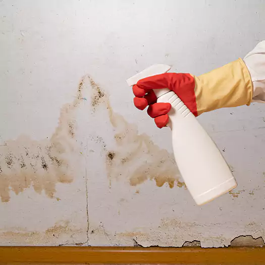 Trusted Black Mold Mitigation Specialists in San Bernardino, CA