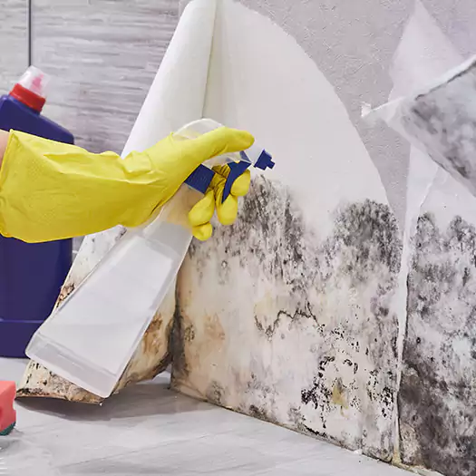 Reliable Mold Abatement Specialists in San Bernardino, CA