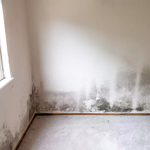 Trusted Mold Cleanup Specialists in San Bernardino, CA