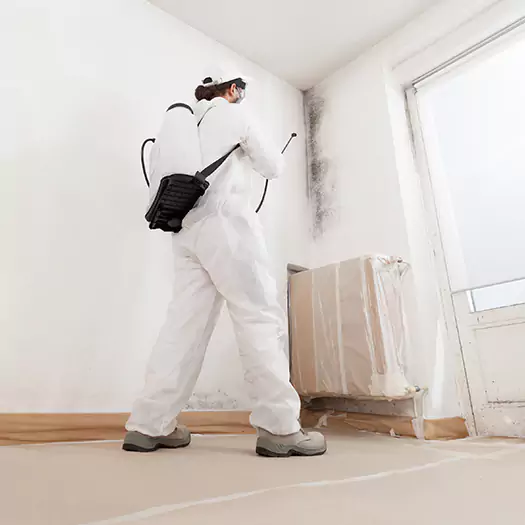 Trusted Mold Damage Experts in San Bernardino, CA