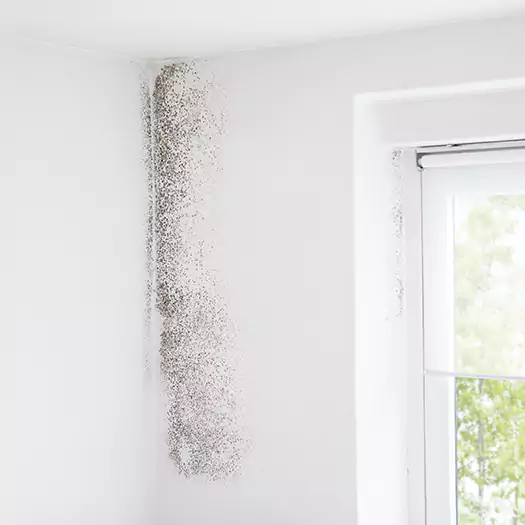 Trusted Mold Eradication Professionals Serving in San Bernardino, CA