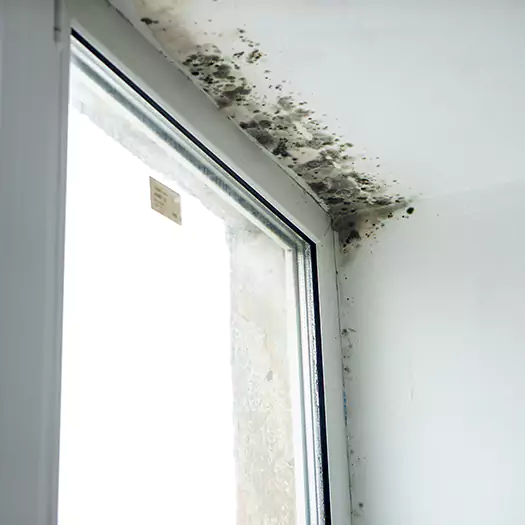 Trusted Mold on Bathroom Ceiling Experts in San Bernardino, CA