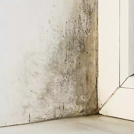 Skilled Mold on Drywall Experts in San Bernardino, CA