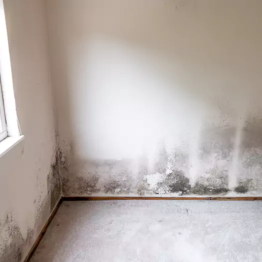 Trusted Mold on the Wall Experts in San Bernardino, CA
