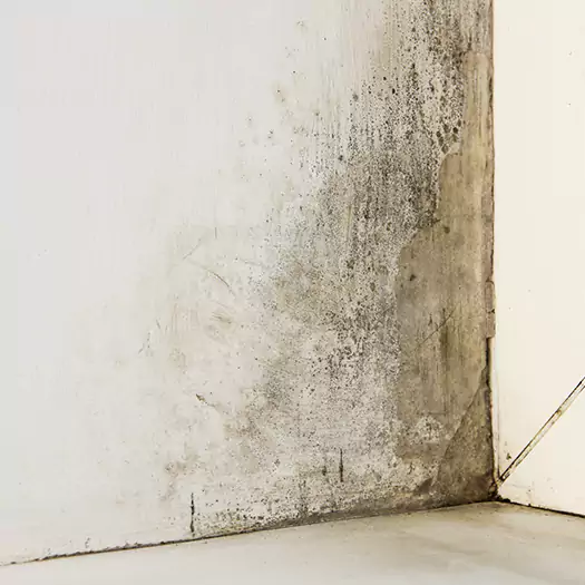 #1 Mold Remediation and Removal Experts in San Bernardino, CA