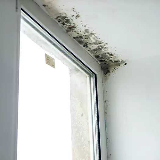 Reliable Mold Treatment Specialists in San Bernardino, CA