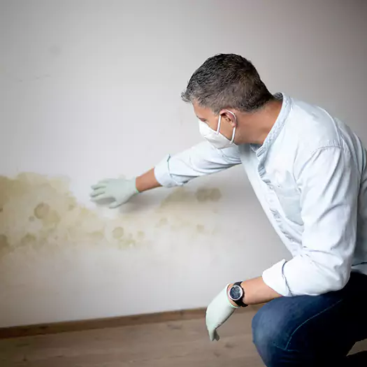 Trusted Mold Remediation and Removal Experts in San Bernardino, CA