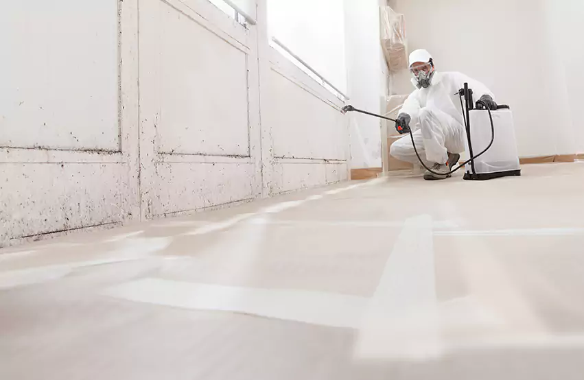 Professional Mold Remediation & Restoration Experts in San Bernardino, CA