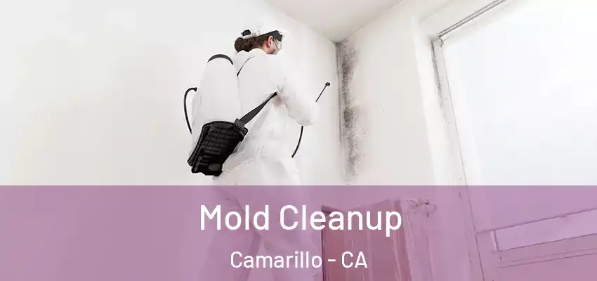 Mold Cleanup Camarillo - CA