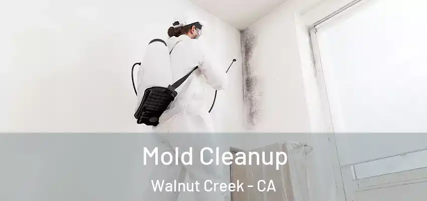 Mold Cleanup Walnut Creek - CA