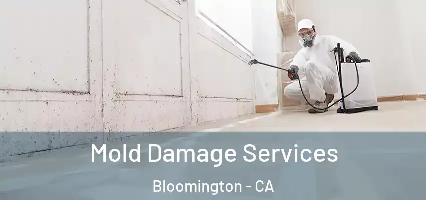  Mold Damage Services Bloomington - CA