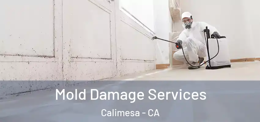 Mold Damage Services Calimesa - CA