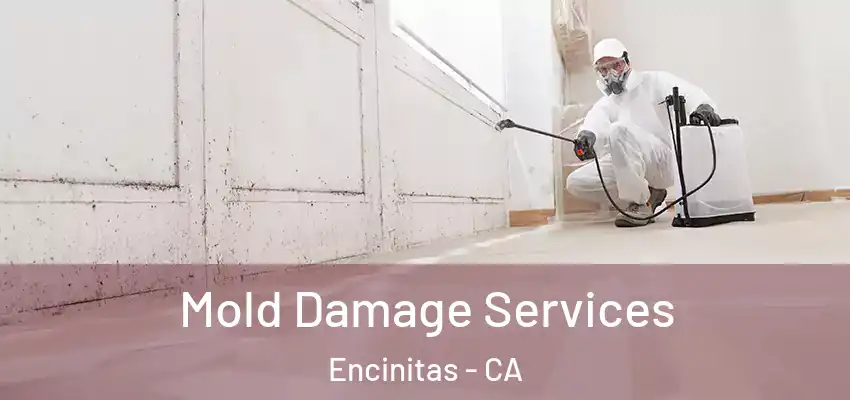  Mold Damage Services Encinitas - CA