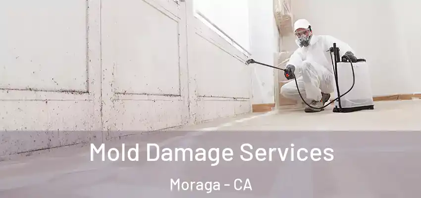 Mold Damage Services Moraga - CA