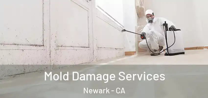  Mold Damage Services Newark - CA