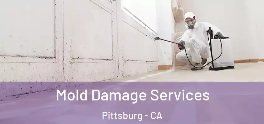  Mold Damage Services Pittsburg - CA
