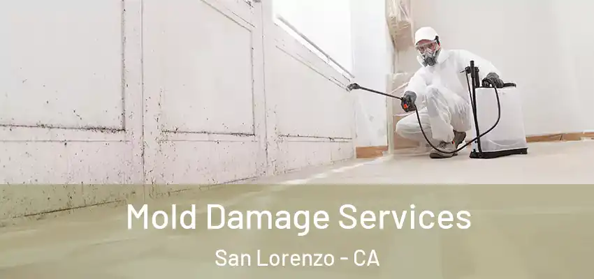  Mold Damage Services San Lorenzo - CA