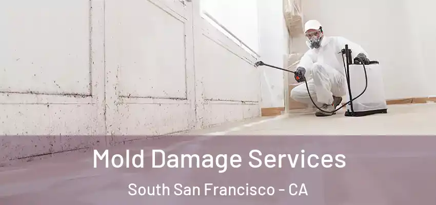  Mold Damage Services South San Francisco - CA
