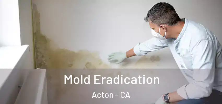  Mold Eradication Acton - CA