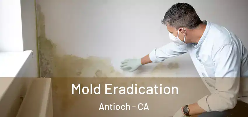 Mold Eradication Antioch - CA