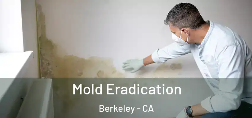  Mold Eradication Berkeley - CA
