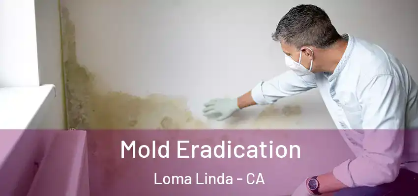  Mold Eradication Loma Linda - CA