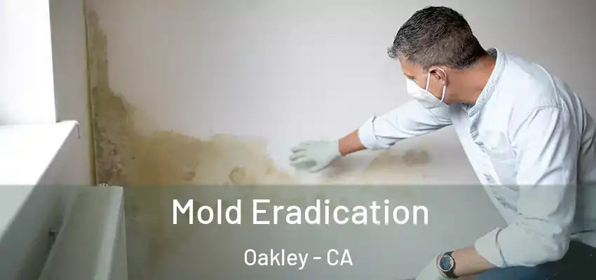  Mold Eradication Oakley - CA