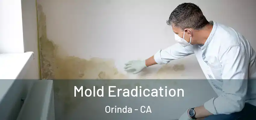  Mold Eradication Orinda - CA