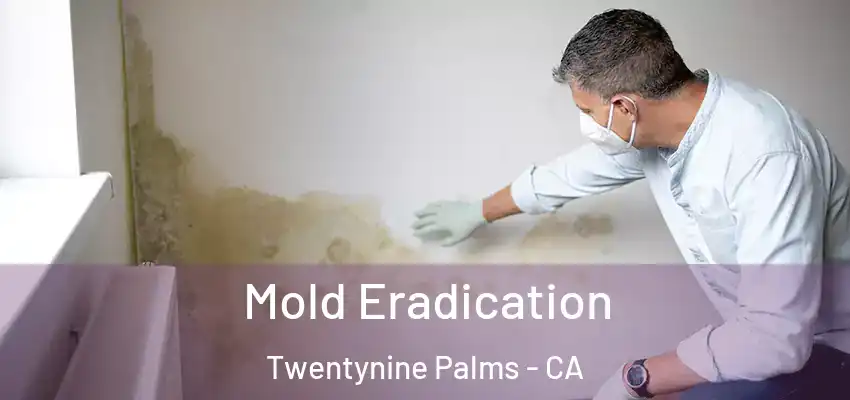  Mold Eradication Twentynine Palms - CA