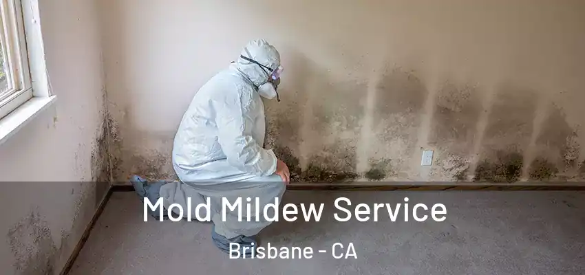  Mold Mildew Service Brisbane - CA