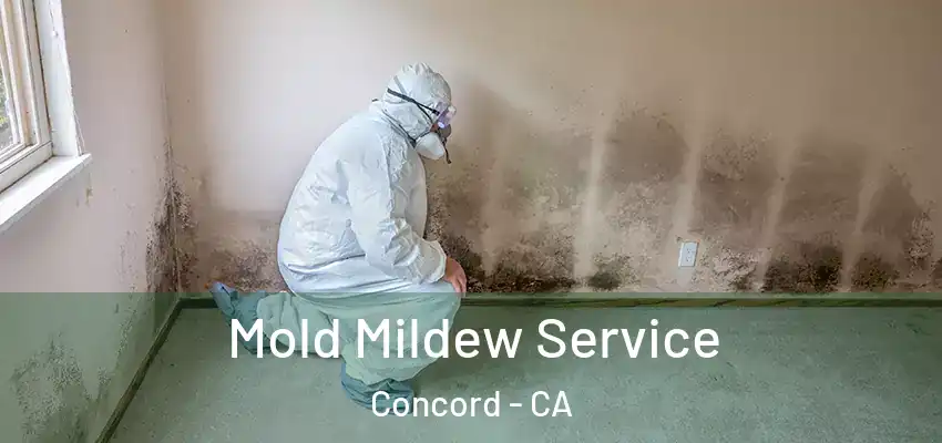  Mold Mildew Service Concord - CA