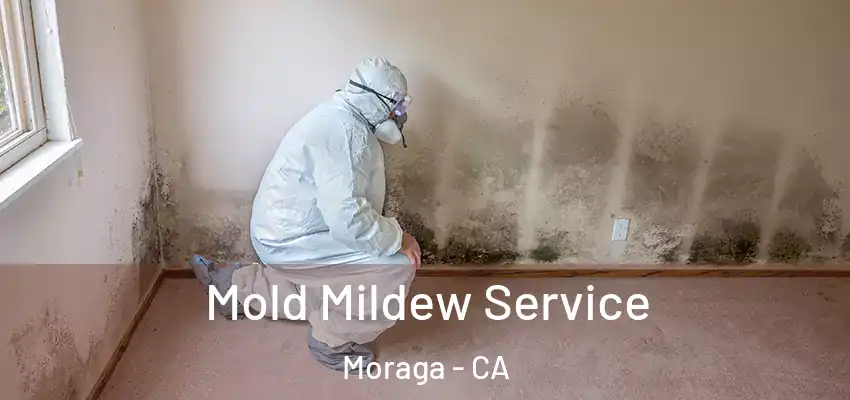 Mold Mildew Service Moraga - CA
