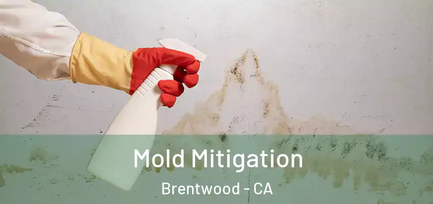  Mold Mitigation Brentwood - CA