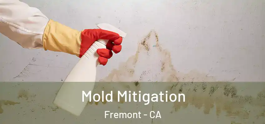  Mold Mitigation Fremont - CA