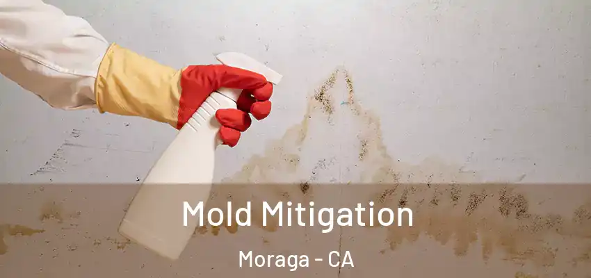  Mold Mitigation Moraga - CA
