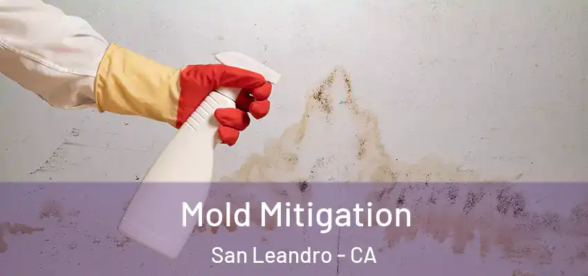  Mold Mitigation San Leandro - CA