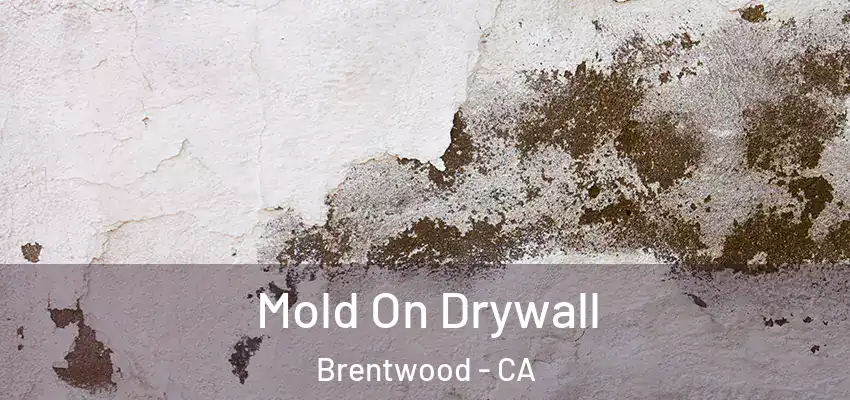 Mold On Drywall Brentwood - CA