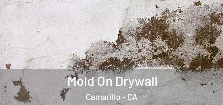  Mold On Drywall Camarillo - CA