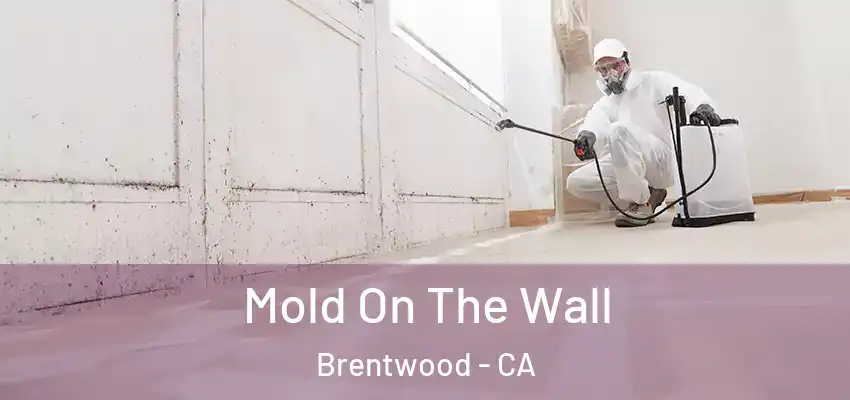  Mold On The Wall Brentwood - CA