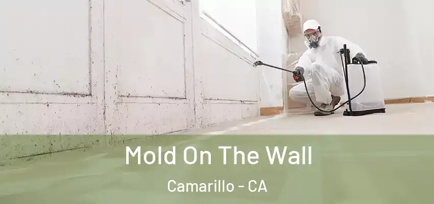  Mold On The Wall Camarillo - CA