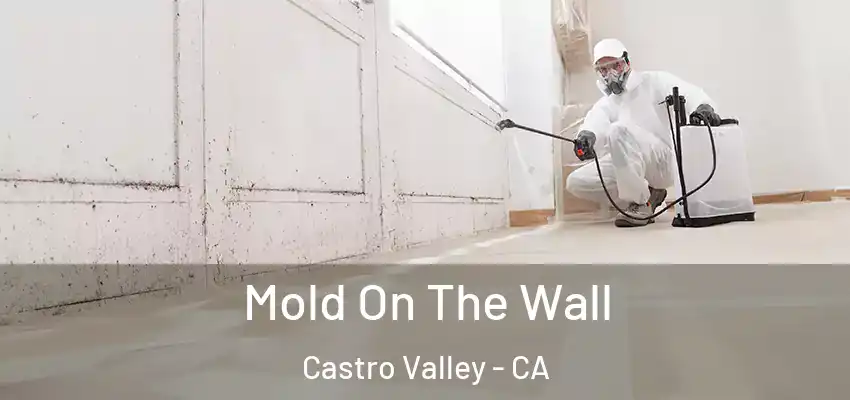  Mold On The Wall Castro Valley - CA