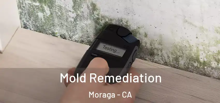 Mold Remediation Moraga - CA