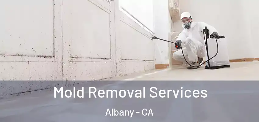  Mold Removal Services Albany - CA